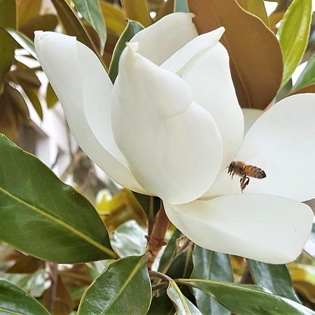Healesville House - Magnolia House Bagian luar foto
